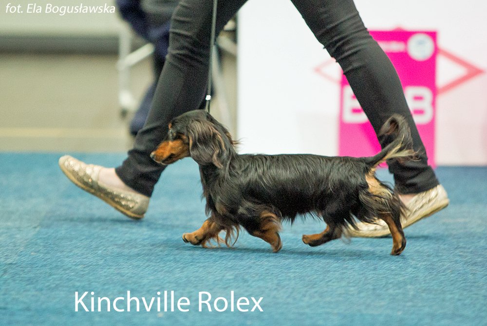 Kinchville Rolex 2
