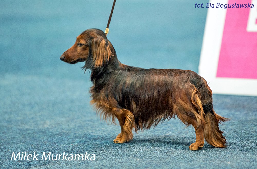 Miłek Murkamka junior