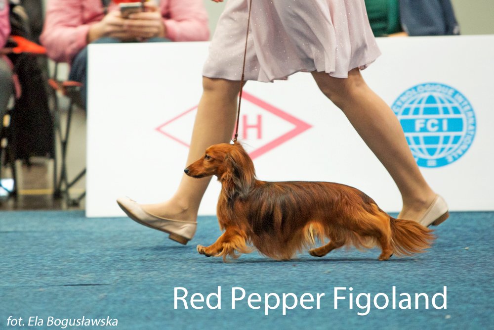 Red Pepper Figoland