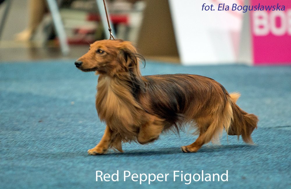 Red Pepper Figoland 2