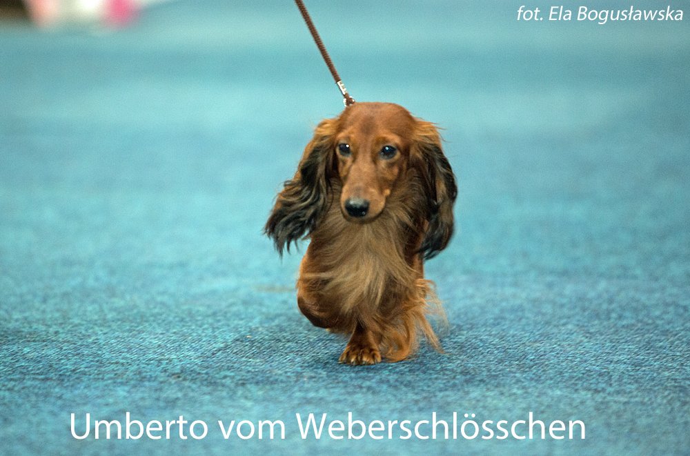 Umberto vom Weberschlösschen