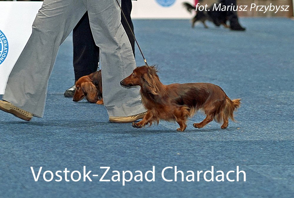 Vostok Zapad Chardach 3 pm