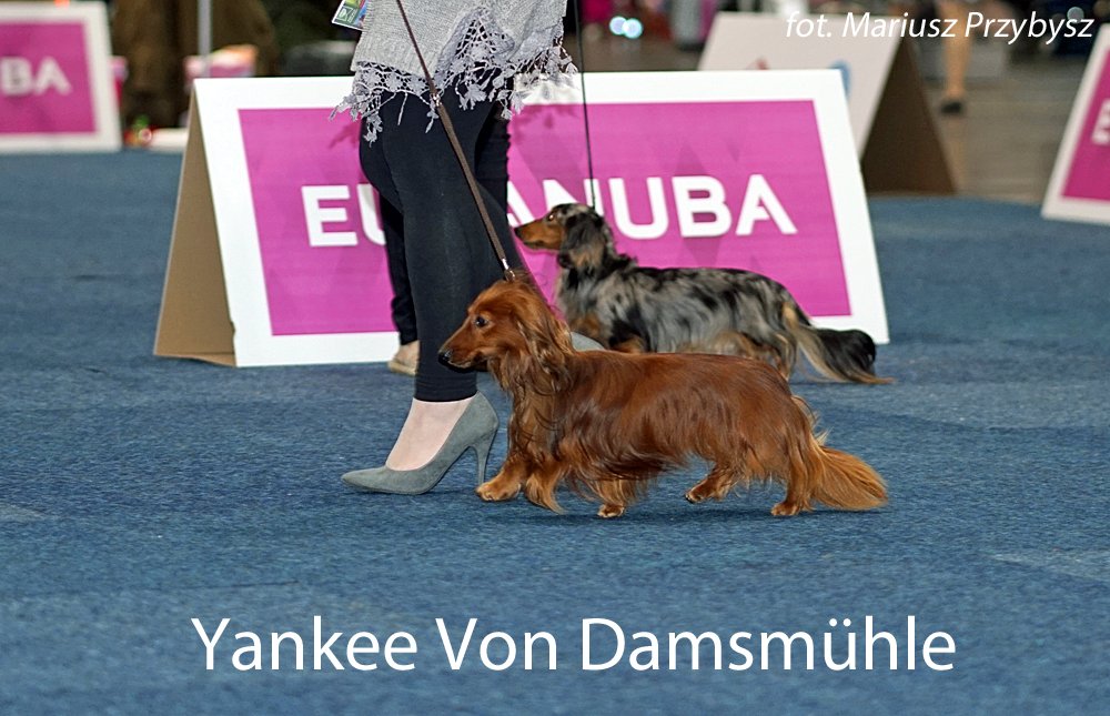 Yankee Von Damsmühle 3 pm