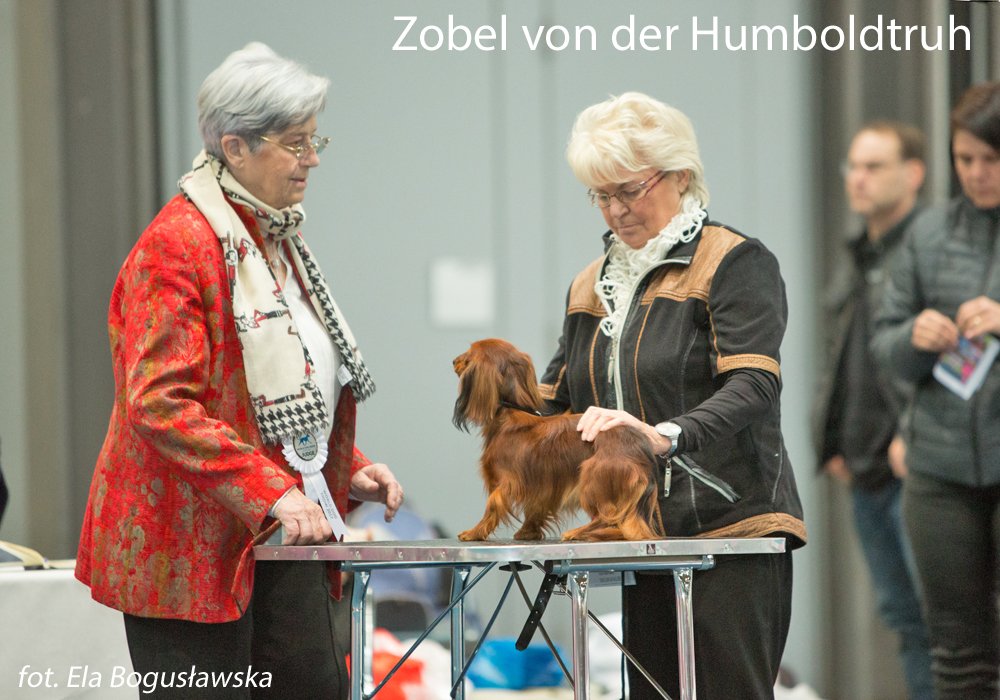 Zobel von der Humboldtruh