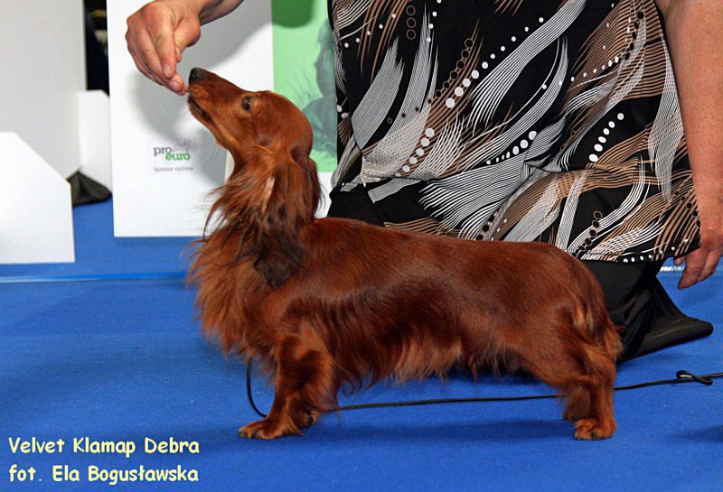 jamnik dlugowlosy Velvet Klamap Debra ok z podpisem 800x600