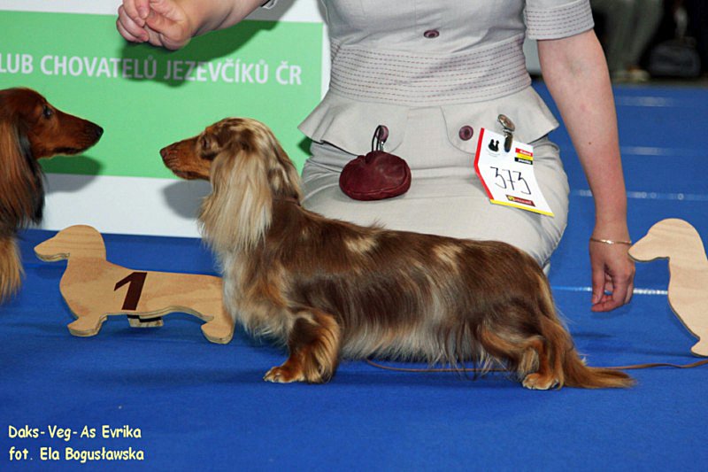 jamnik dlugowlosy kroliczy Daks Veg As Evrika ok z podpisem 800x600