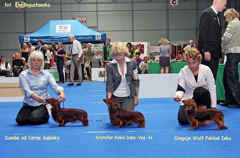 jamniki dlugowlose krolicze Dandie Christofer Crispijn ok z podpisem 800x600 