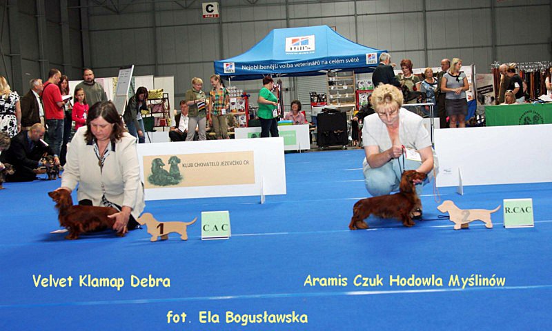jamniki dlugowlose krolicze Psy posrednia porownanie ok podpisem 800x600 