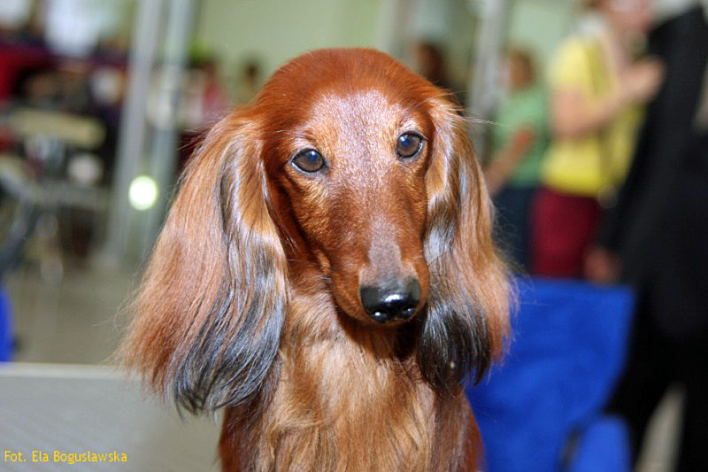 jamnik dlugowlosy kroliczy Bonjour 