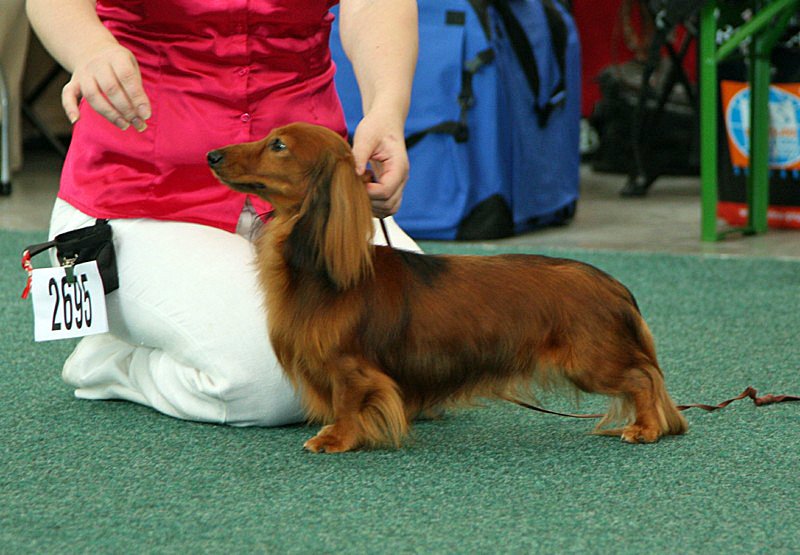 jamnik dlugowlosy kroliczy Juliusz Cezar 2 sk 800x600 