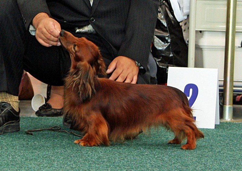 jamnik dlugowlosy kroliczy Leon vom Margelchopf 2 800x600 