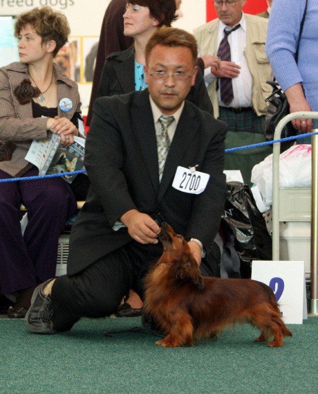 jamnik dlugowlosy kroliczy Leon vom Margelchopf 800x600 