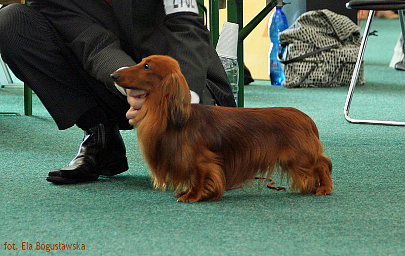 jamnik dlugowlosy kroliczy Vix Ma z Debry