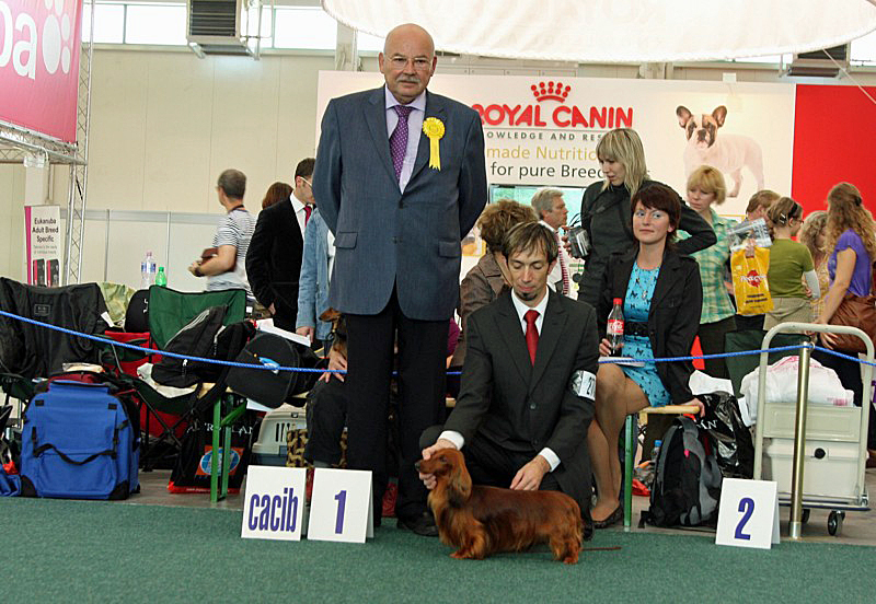 jamnik dlugowlosy kroliczy Vix Ma z Debry 2