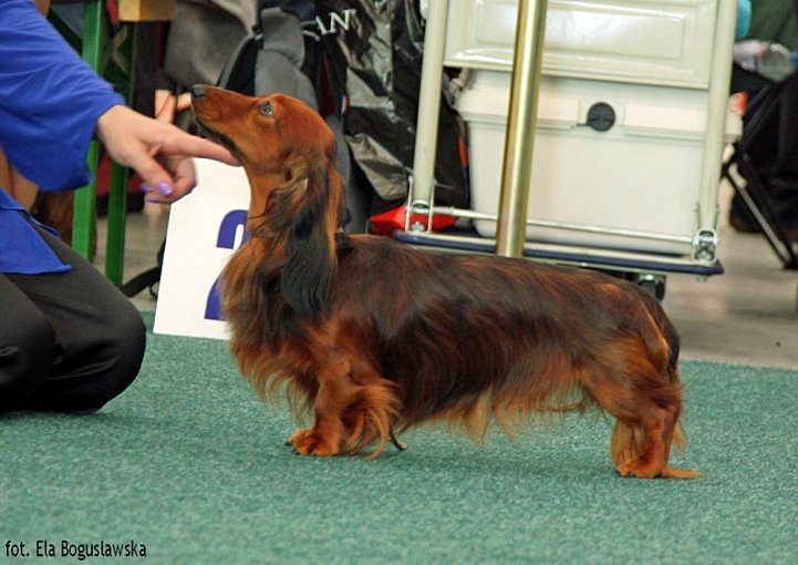 jamnik dlugowlosy kroliczy ZZ Top