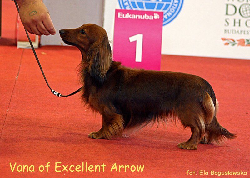 Vana of Excellent Arrow JP 3 p m