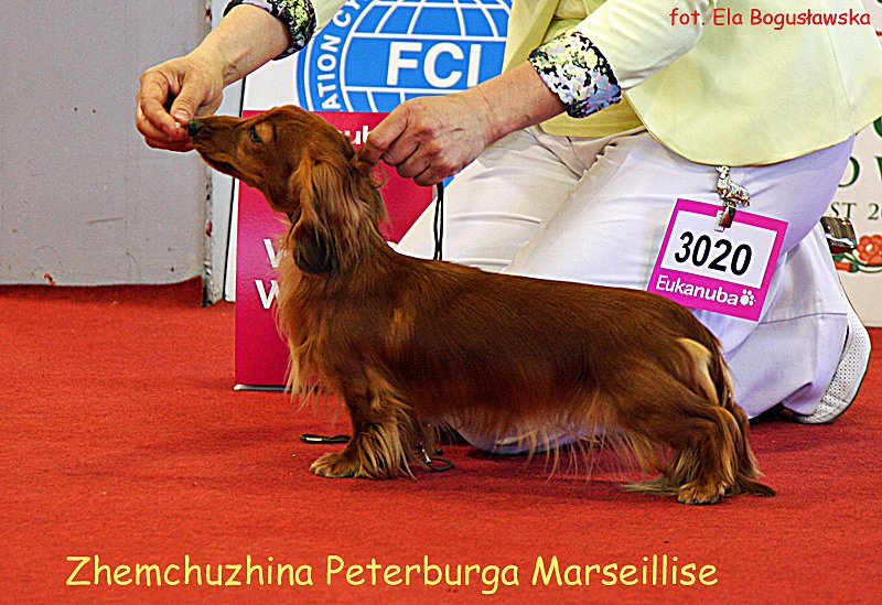 Zhemchuzhina Peterburga Marseillise 3 p m