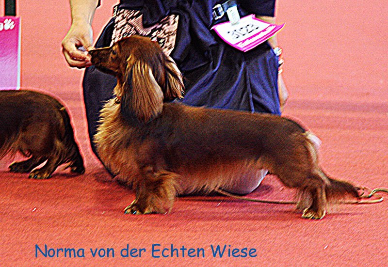 m odzie suki Norma von der Echten Wiese 4 p m