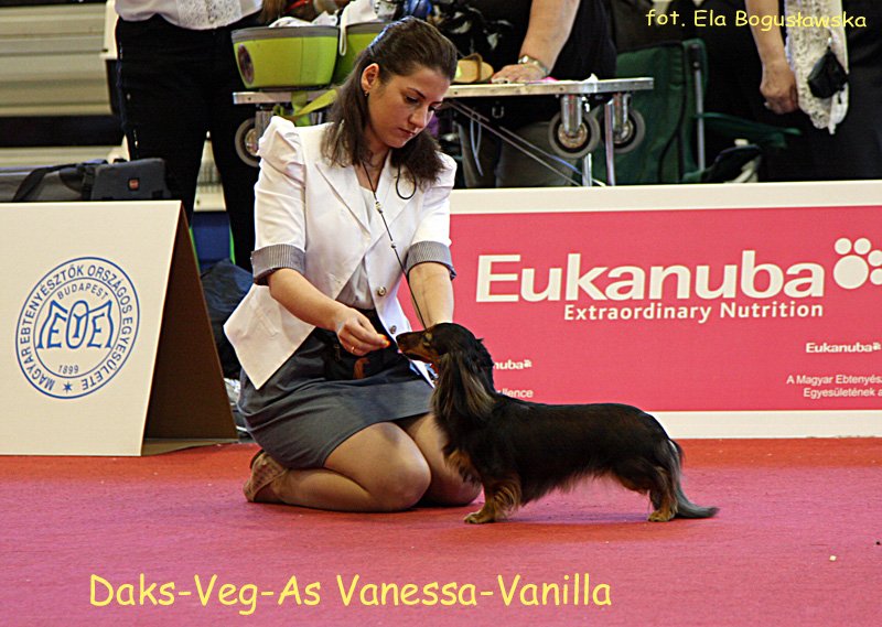 otwarta DVG Vanessa Vanilla p m