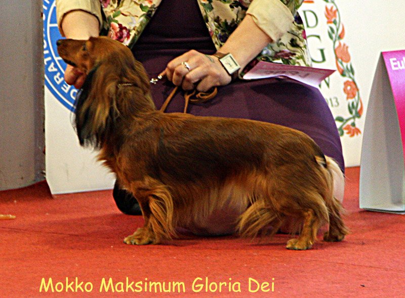 otwarta Mokko Maksimum Gloria Dei 2 p m