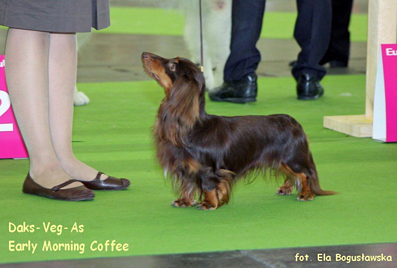 jamnik dlugowlosy Early Morning Coffee 2 ok 800x600 z podpisem