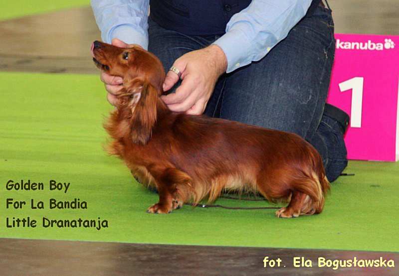 jamnik dlugowlosy Golden Boy For La Bandia Little Dranatanja p 800x600 z podpisem