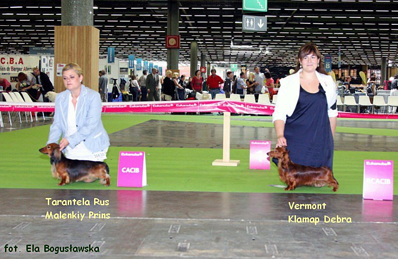 jamniki dlugowlose Princ i Vermont 2 p 800x600 z podpisem