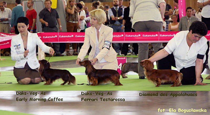 jamniki dlugowlose krolicze Early Morning Coffee Ferrari Testarosa Diaond des Appalahuacs p 800x600 z podpisem