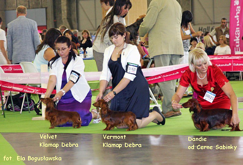 jamniki dlugowlose krolicze Velet i Vermont p 800x600 z podpisem