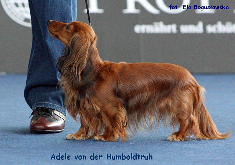 Adele von der Humboldtruh sk 800x600 p