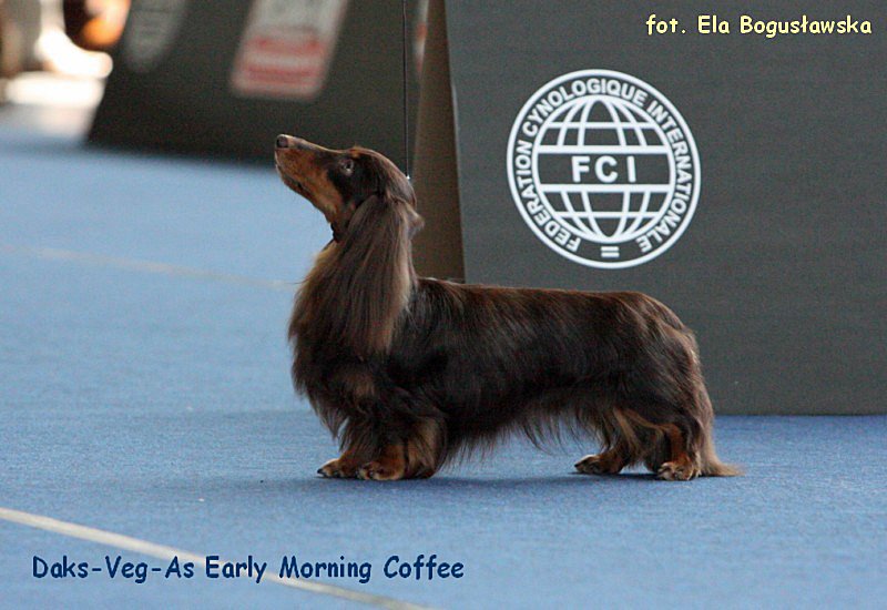 Daks Veg As Early Morning Coffee 3 ok p 800x600