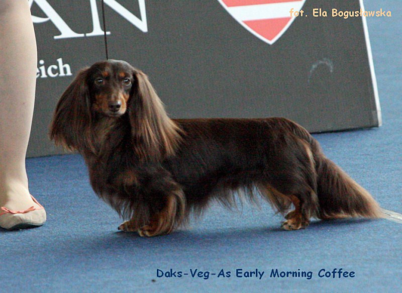 Daks Veg As Early Morning Coffee ok p 800x600 