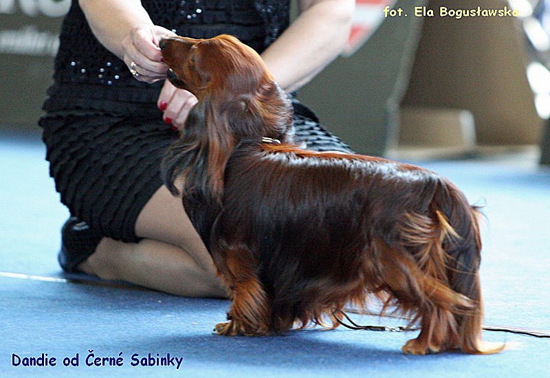Dandie ok 800x600 P edytowany 1