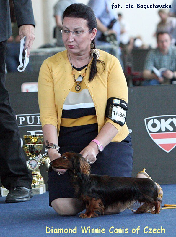 Diamond Winnie Canis of Czech ok p 800x600 