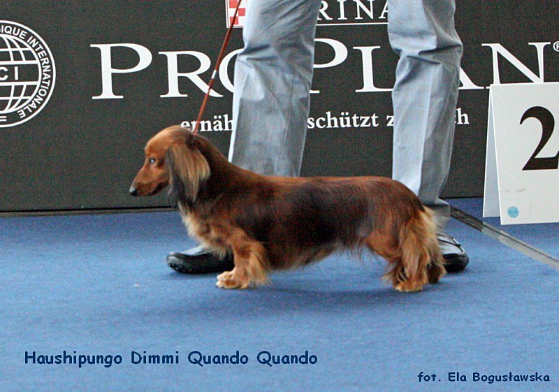 Haushipungo Dimmi Quando Quando ok 800x600 p