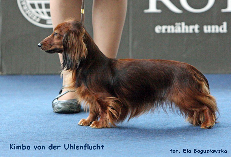 Kimba von der Uhlenflucht 2 ok 800x600 p