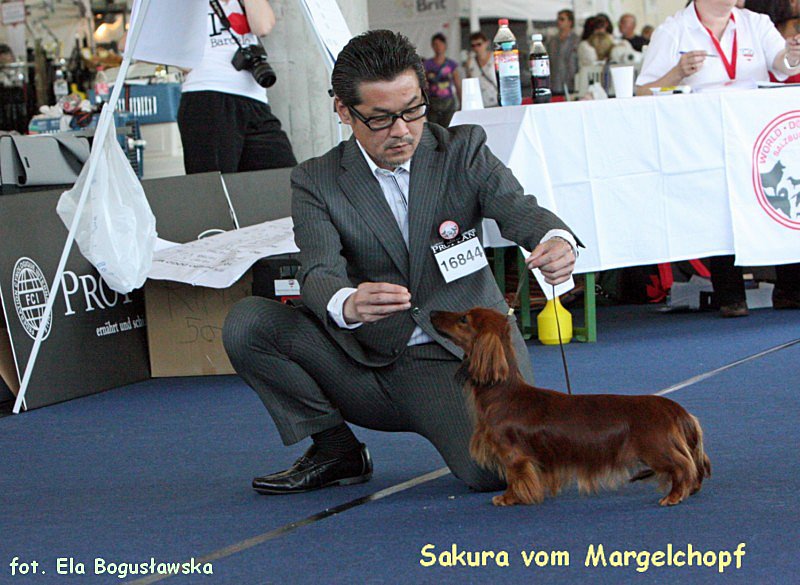 Sakura vom Margelchpf p 800x600 