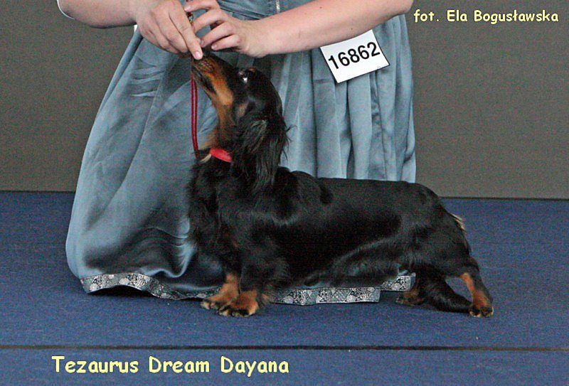 Tezaurus Dream Dayana ok 800x600 p