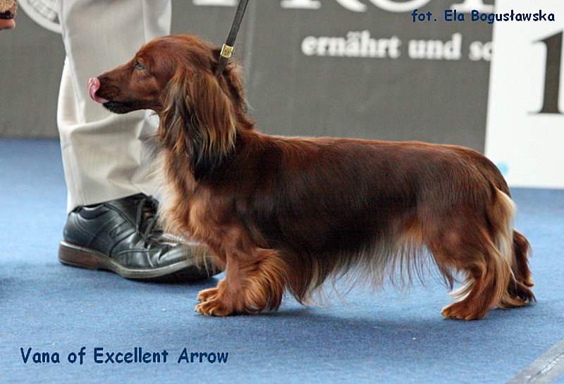 Vana of Excellent Arrow 2 ok 800x600 p