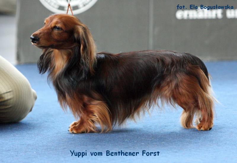 Yuppi vom Benthener Forst 5 ok p 800x600