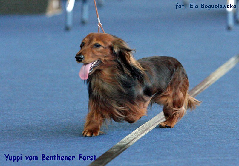 Yuppi vom Benthener Forst ok p 800x600