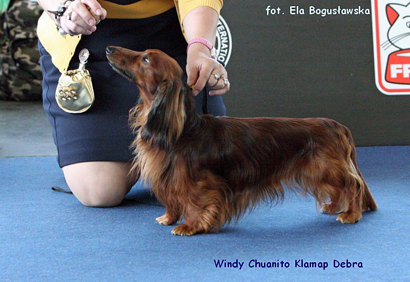 jamnik dlugowlosy Windy Chuanito Klamap Debra 2 ok p 800x600