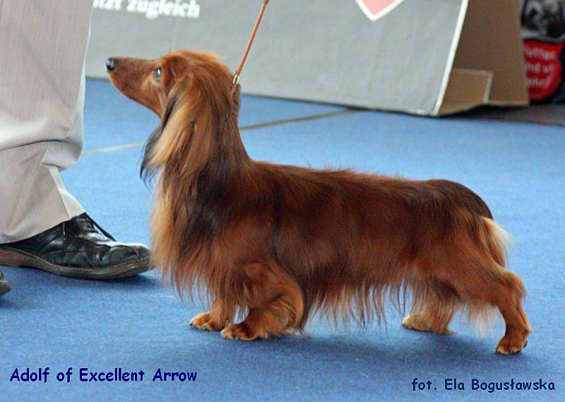 jamnik dlugowlosy kroliczy Adolf of Excellent Arrow 4 sk p 800x600