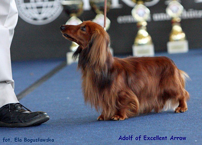 jamnik dlugowlosy kroliczy Adolf of Excellent Arrow por wnanie sk p 800x600 