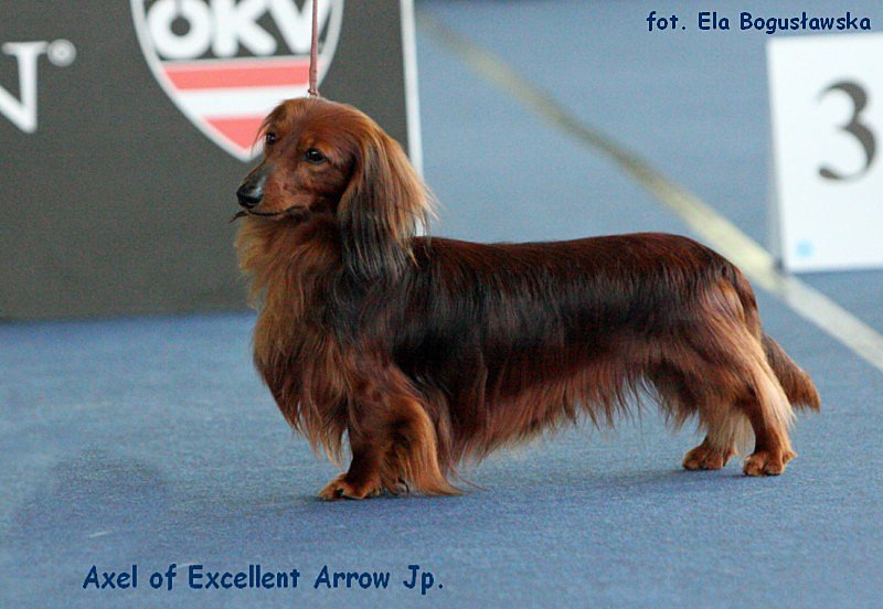 jamnik dlugowlosy kroliczy Axel of Excellent Arrow Jp 3 sk p 800x600 