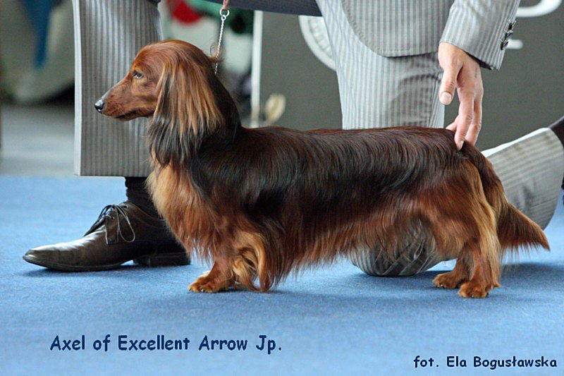 jamnik dlugowlosy kroliczy Axel of Excellent Arrow Jp 8 sk p 800x600