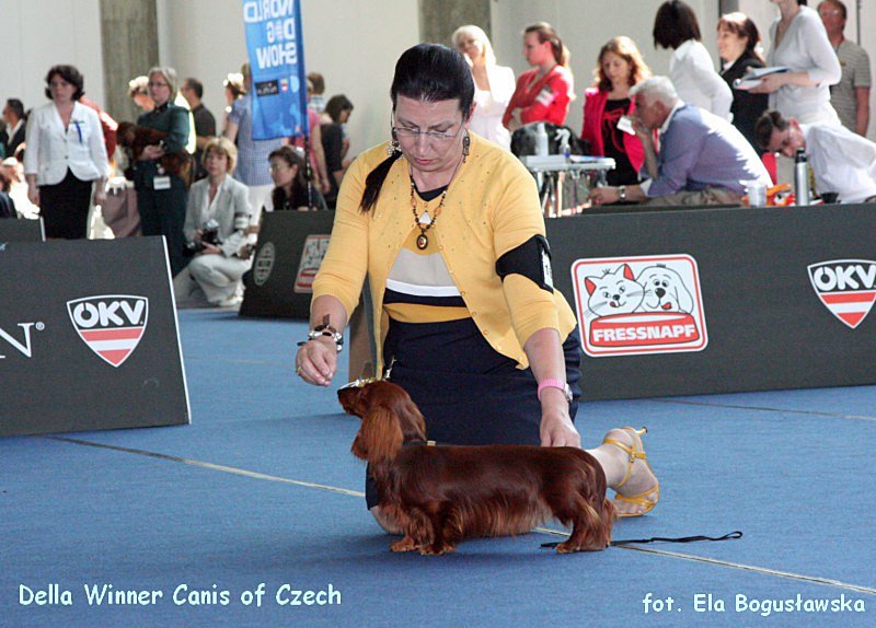 jamnik dlugowlosy kroliczy Della Winner Canis of Czech ok p 800x600 