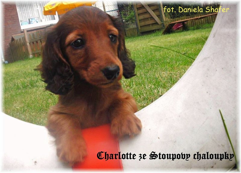 jamnik dlugowlosy kroliczy Charlotte 2 ok p 1