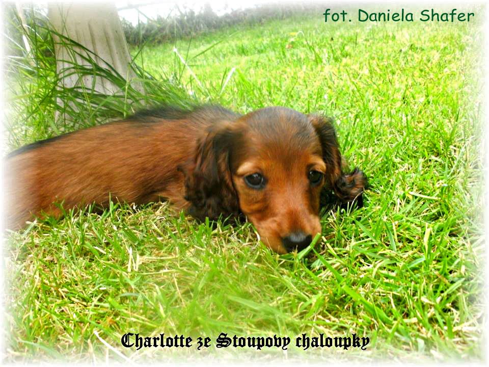 jamnik dlugowlosy kroliczy Charlotte 3 ok 2 p