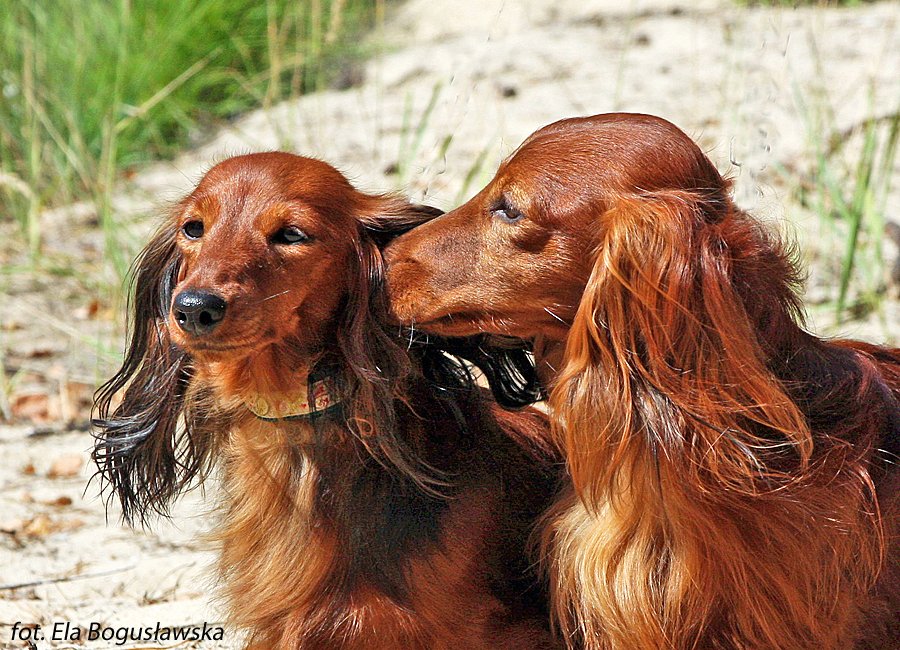 jamniki długowłose królicze Bohunka i Basimek 3 pmałe edytowany 1
